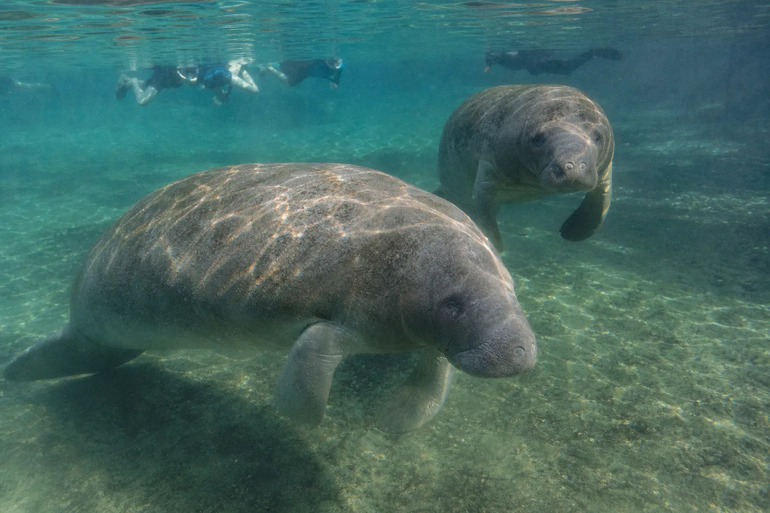 Trump administration repeals crucial part of Endangered Species Act
